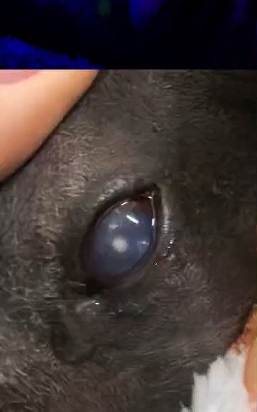 2岁荷兰猪深层角膜溃疡，角膜恢复通透